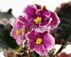 African Violet PT-LOVE ROMANCE - PT-LYUBOVNYY ROMANS